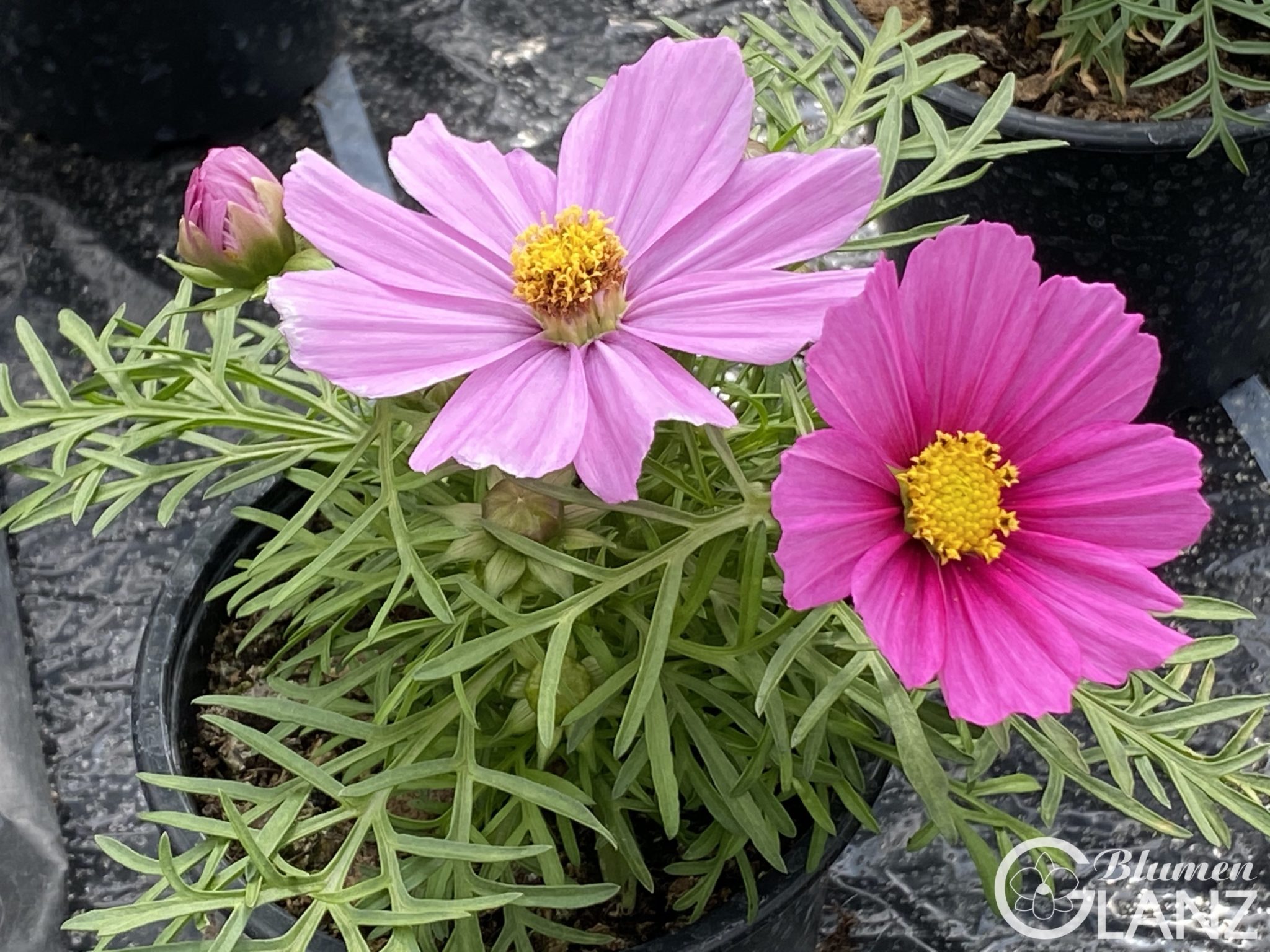 Cosmea Ihre Gärtnerei im Achental